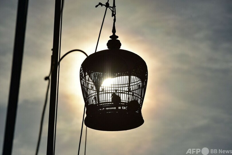 さえずりで勝負 恒例「鳥の歌声コンテスト」 タイ