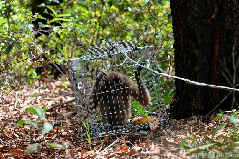 テナガザル、森に返る インドネシア