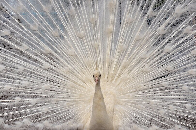 飾り羽を広げる野毛山動物園のインドクジャク、横浜