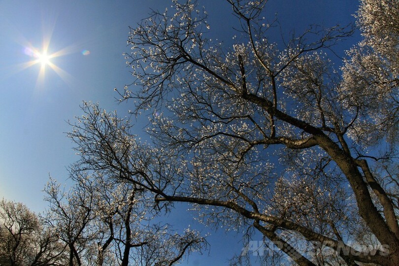 アーモンドの花が満開、蜜蜂も大忙し チェコ