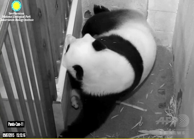 赤ちゃんパンダ、白黒はっきり 米スミソニアン動物園