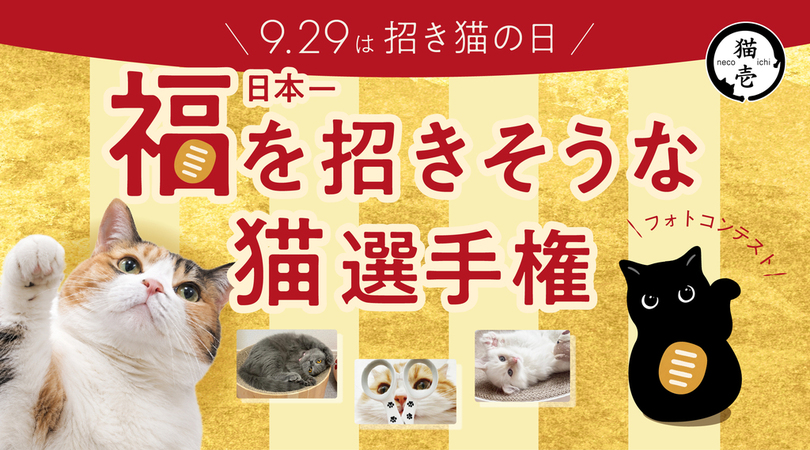 【 9月29日は招き猫の日 】<br />猫用品ブランド『猫壱』、「日本一、福を招きそうな猫選手権」を開催