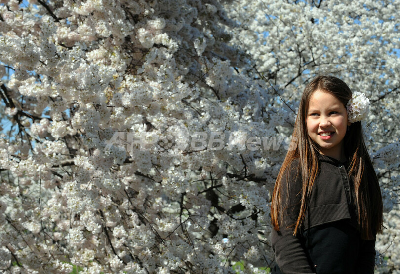 「日米友好の桜」が満開に、米ワシントンD.C.