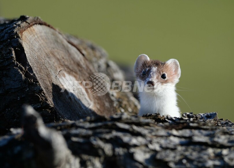 獲物を探して？顔を出すフェレット