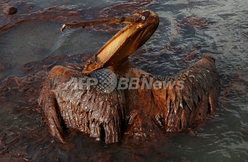 油まみれの鳥たち メキシコ湾原油流出事故 写真36枚 国際ニュース Afpbb News 油まみれの鳥たち メキシコ湾原油流出事故 写真36枚 国際ニュース Afpbb News