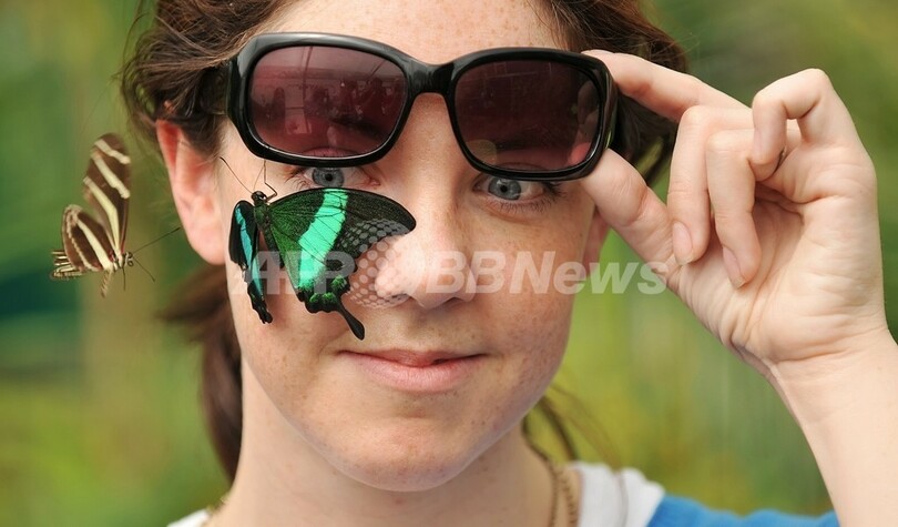 季節移動をするチョウは風に乗って長距離をスピード移動、研究報告