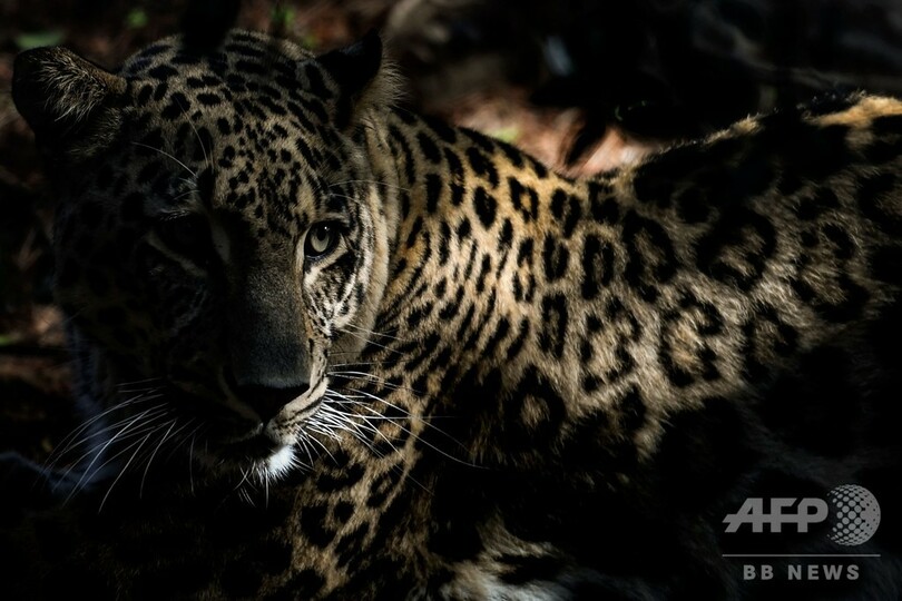 希少なペルシャヒョウの赤ちゃん、リスボン動物園でお披露目 ポルトガル