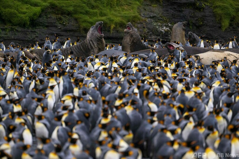 オウサマペンギン大集合 仏領クローゼー諸島