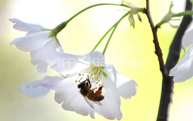 寄贈100年、米ワシントンの桜こそ日本の「ソフトパワー」