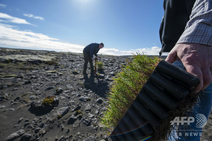 バイキングが絶やした緑を取り戻せ、アイスランド森林再生の矛盾