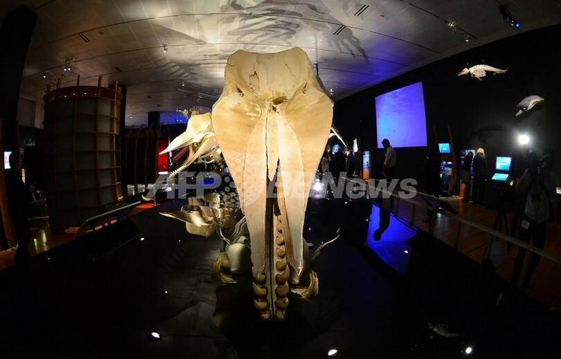 クジラの特別展、アメリカ自然史博物館で23日から ニューヨーク