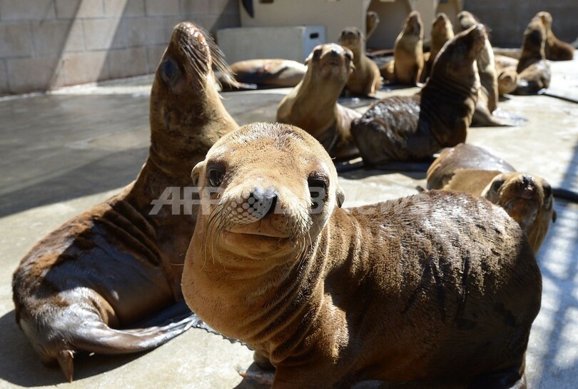 なぜ？衰弱したアシカの子、米カリフォルニア沿岸で次々保護