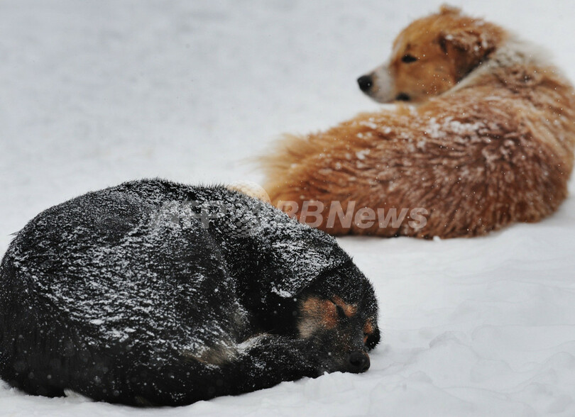 公園の動物たち、ルーマニア