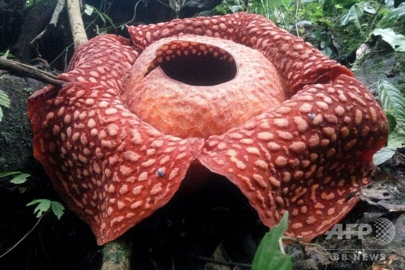 巨大花ラフレシア、過去最大の個体発見 インドネシア