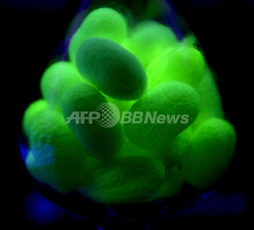 遺伝子組み換えで蛍光色に光るカイコの繭