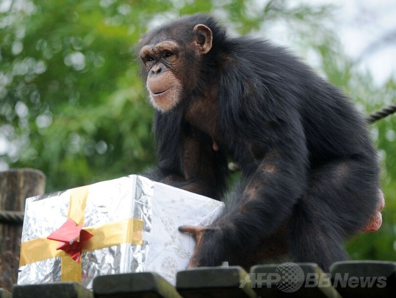 お歳暮みたい？プレゼントを受け取るチンパンジー