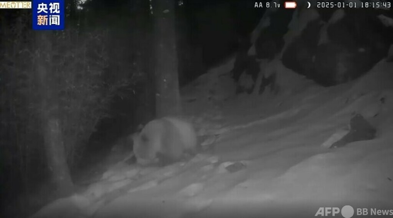 中国の秦嶺山脈　野生の茶色パンダを再び確認