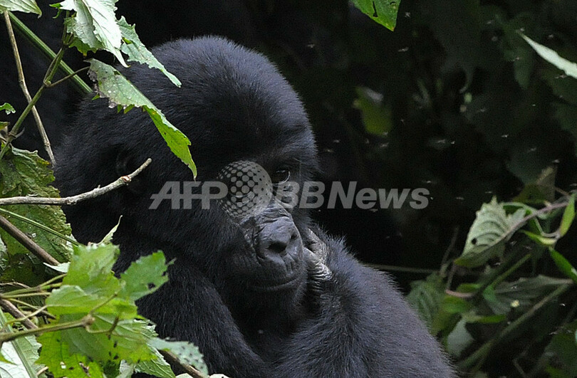 ネット上で野生ゴリラと友達に、「フェースブック」「ツイッター」向けサービスまもなく解禁