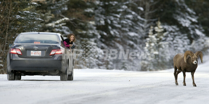 バンフで出会った動物たち