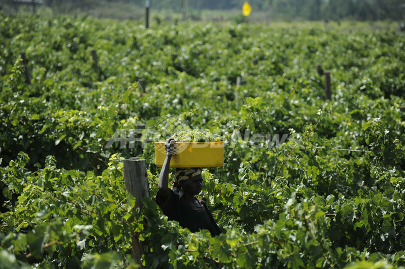 赤道直下、高地ワイナリーの挑戦 ケニア