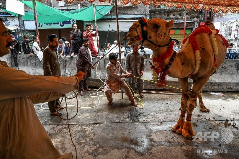 イスラム教の犠牲祭、いけにえにささげられる動物たち