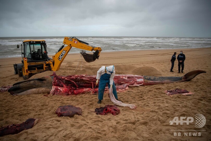 仏西部の浜辺にクジラの死骸漂着、解体し撤去