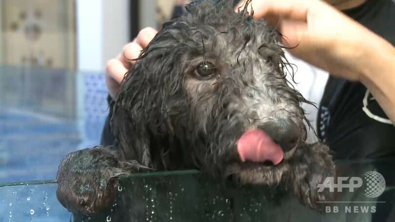 トレーナー付きで泳ぎの練習 杭州のペットショップに専用プール