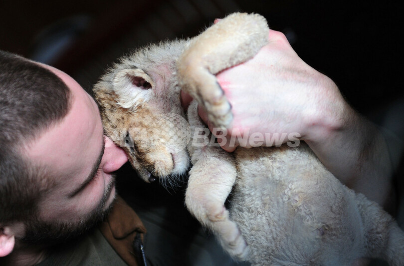 生後3週間の子ライオン、ハンガリーでもうすぐ一般公開