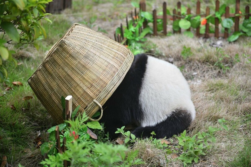 どっちがボール？ パンダがサッカー 中国