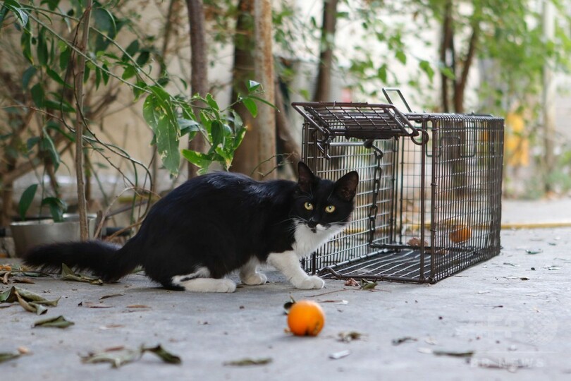 キプロスで野良猫爆増、緊縮政策で不妊手術予算削られ