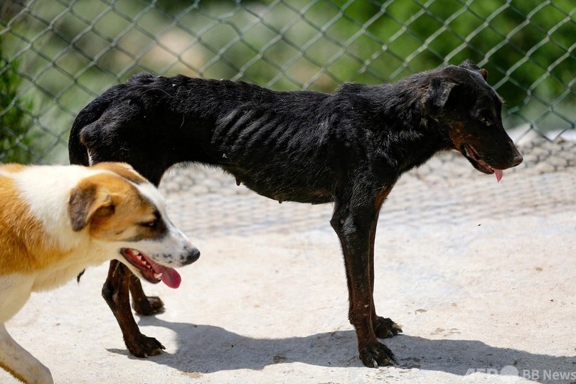 「魂を売った…」困窮でペット手放す人続出 レバノン