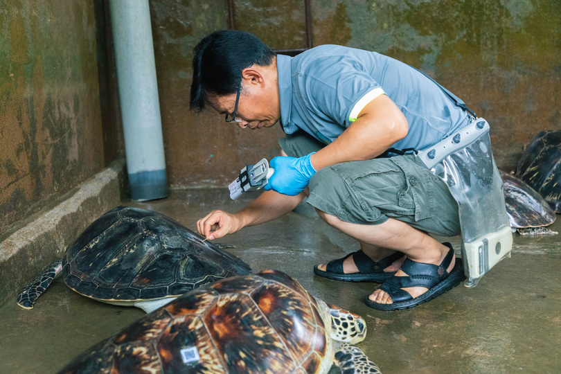 中国大陸 最後のウミガメ産卵地 繁殖に希望 広東省 写真16枚 国際ニュース Afpbb News