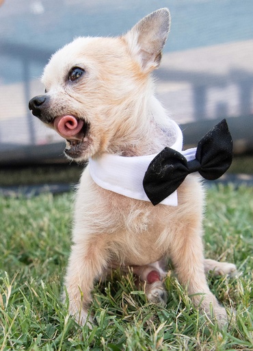 不細工が自慢 世界一醜い犬コンテスト 米カリフォルニア 写真21枚 国際ニュース Afpbb News