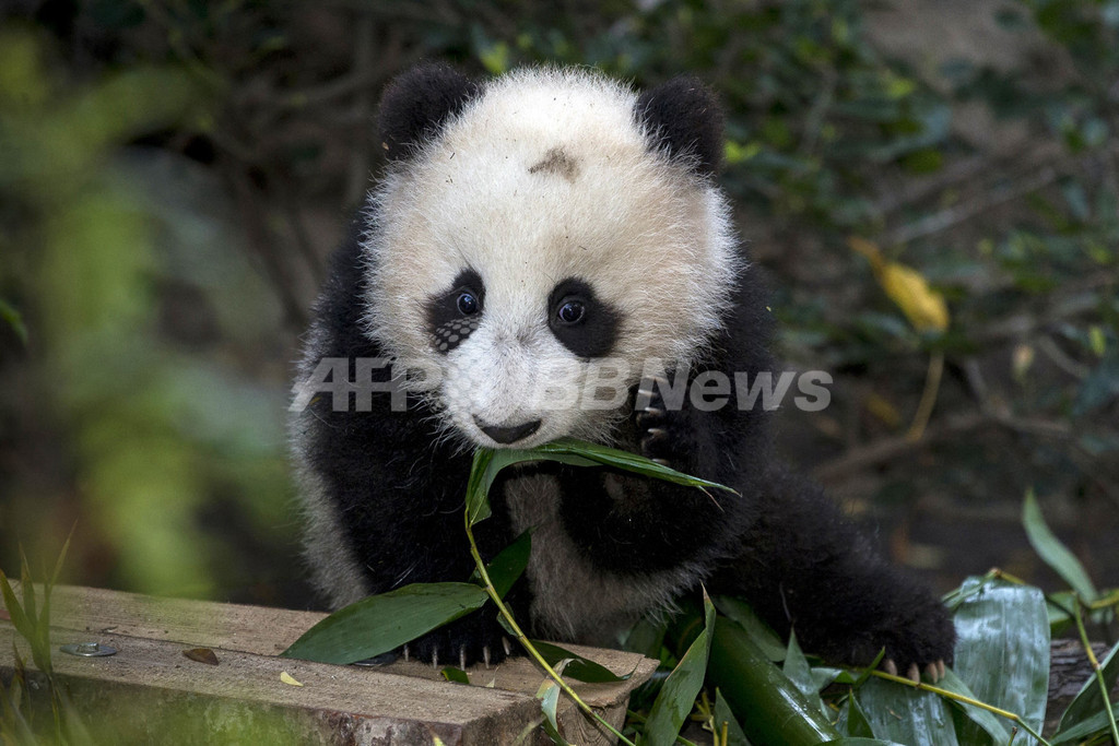 5か月のパンダの赤ちゃん、いよいよデビュー 米サンディエゴ動物園 5か月のパンダの赤ちゃん、いよいよデビュー 米サンディエゴ動物園