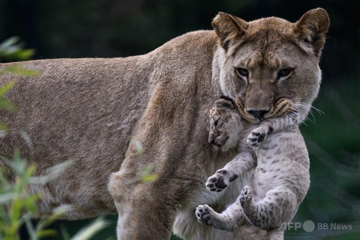 アフリカライオンの赤ちゃん、仏動物園でお目見え 絶滅危険増大
