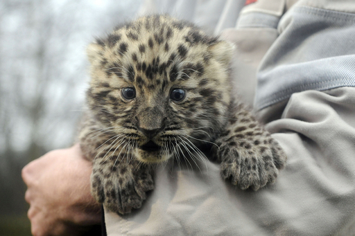 アムールヒョウの赤ちゃん初公開、ドイツ 写真7枚 国際ニュース：AFPBB