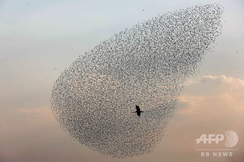 今日の1枚 ムクドリの群舞 ソリストはコウノトリ 写真3枚 国際ニュース Afpbb News