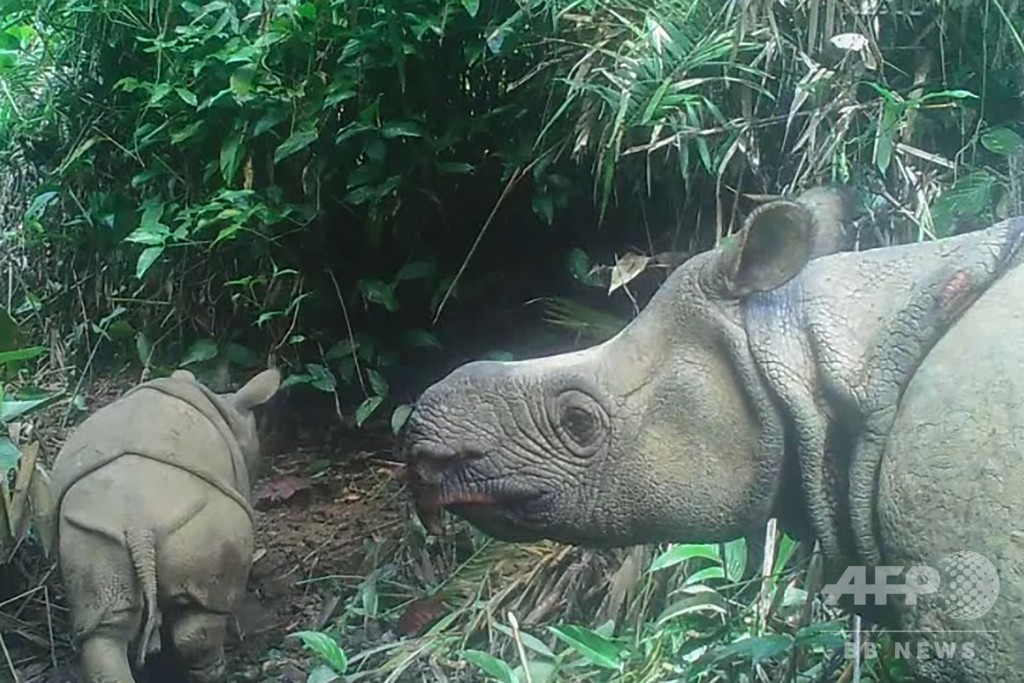 絶滅危惧のジャワサイ 子ども2頭を確認 種の存続への期待高まる 絶滅危惧のジャワサイ 子ども2頭を確認 種の存続への期待高まる