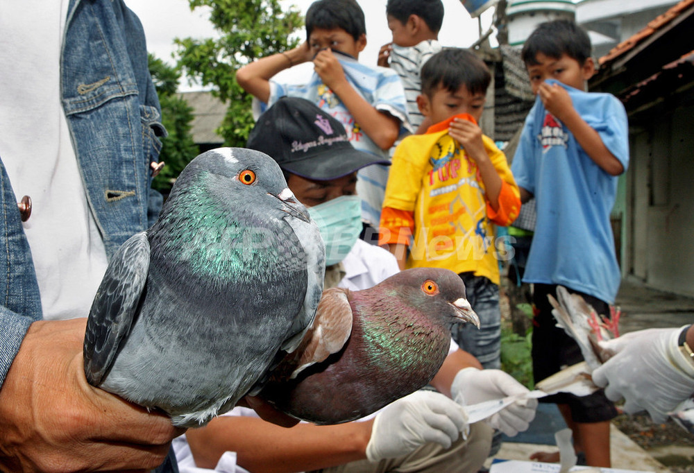 インドネシア 鳥インフルエンザによる死者100人に 写真1枚 国際ニュース Afpbb News