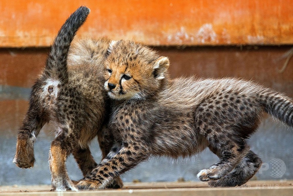 元気いっぱい、チーターの赤ちゃん屋外デビュー 独動物園 写真9枚 国際