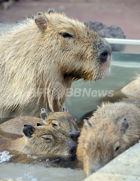 露天風呂でホットするカピバラの親子、埼玉県こども動物自然公園