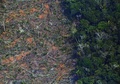 ブラジル北西部ロンドニア州で、火災で焼けたアマゾン熱帯雨林（2019年8月23日撮影）。(c)CARL DE SOUZA / AFP 