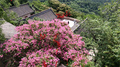 満開となったサルスベリの花（2023年8月2日撮影）。(c)Xinhua News