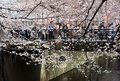 16日に桜の開花宣言が出された東京都心で春分の日の20日、多くの人々が街に出て満開に近づく桜を眺めた（2013年3月20日撮影）。(c)AFP/Yoshikazu TSUNO