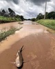 オーストラリア北東部のエアー近郊で、道路上に打ち上げられたオオメジロザメ。クイーンズランド警察提供（2017年3月30日撮影）。(c)AFP/QUEENSLAND POLICE SERVICE