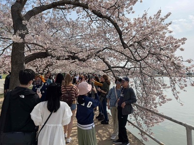 米首都で桜が見頃、大勢の花見客