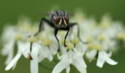 「ハエにとってセックスは命取り」、音でコウモリの餌食に 独研究