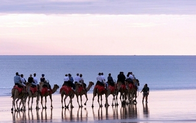 環境保護対策でラクダも食用に？オーストラリア