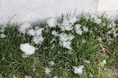 2026楊絮・柳絮飛散予報が発表 北京・天津は6日から飛散開始