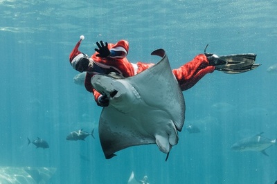 水中サンタからプレゼント！ 南ア・ダーバン